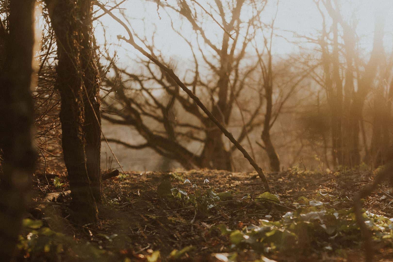 Serene woodland trail with fallen leaves in soft morning light, perfect for nature walks.