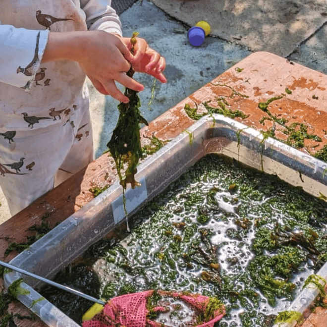 Fresh seaweed being harvested in a coastal outdoor activity, promoting eco-friendly foraging experiences.